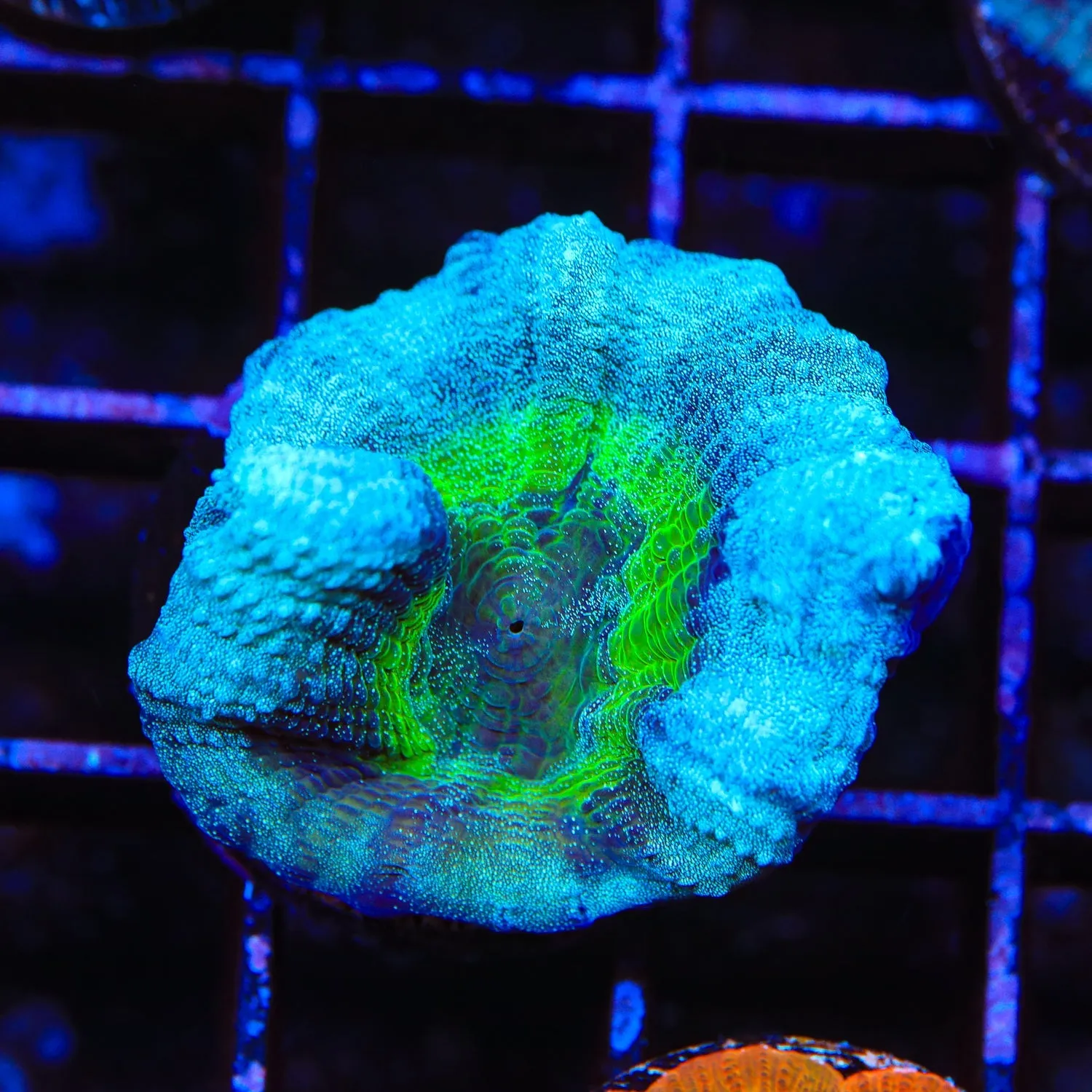Goblin Ring Pectinia Coral