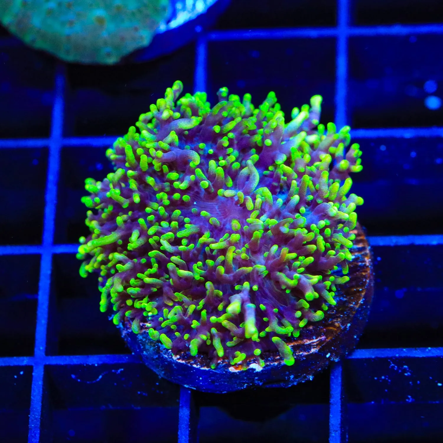Green Fuzzy Mushroom Coral